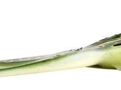 Spro Iris The Frog 15cm 34gr Natural Green Frog